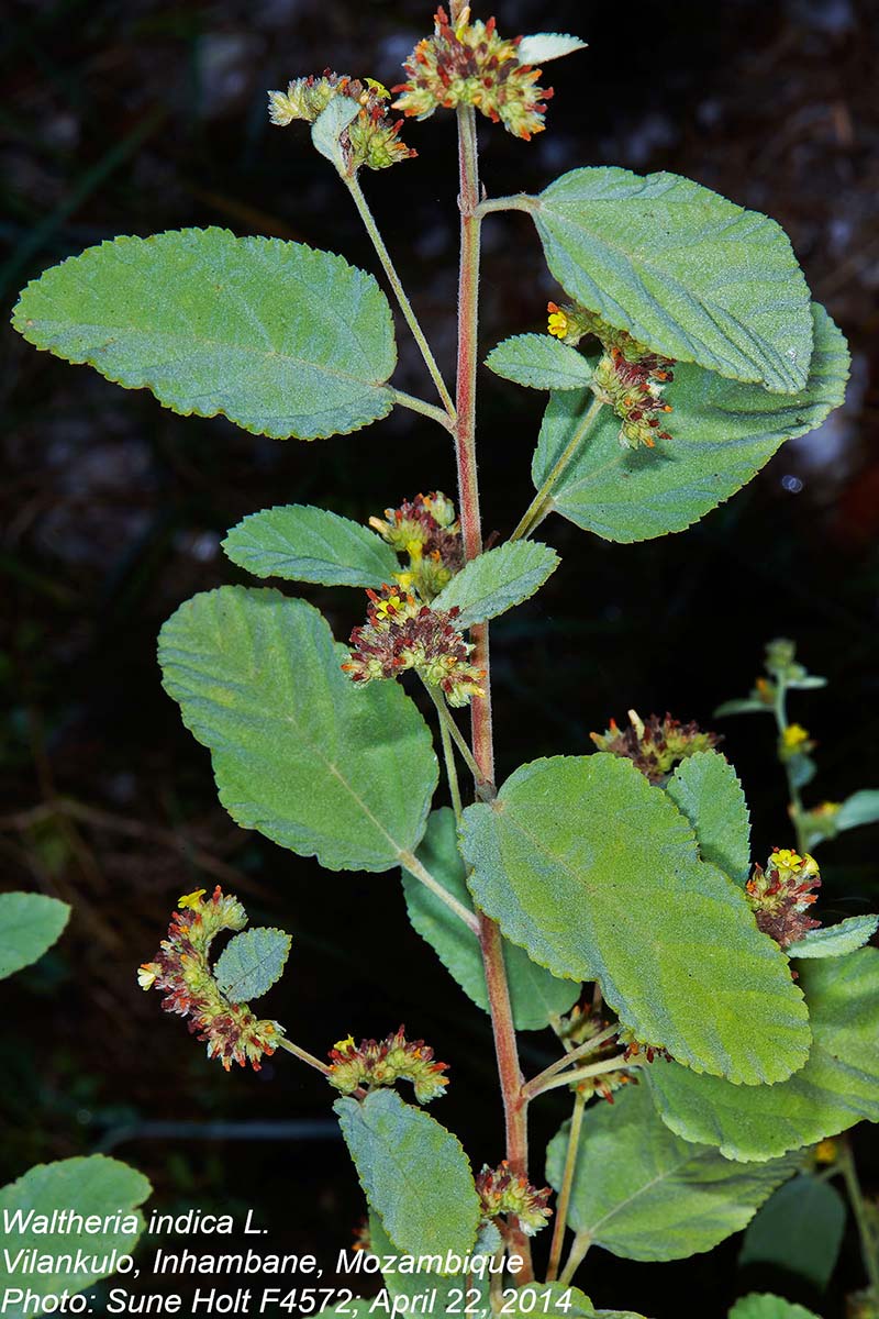 Waltheria indica