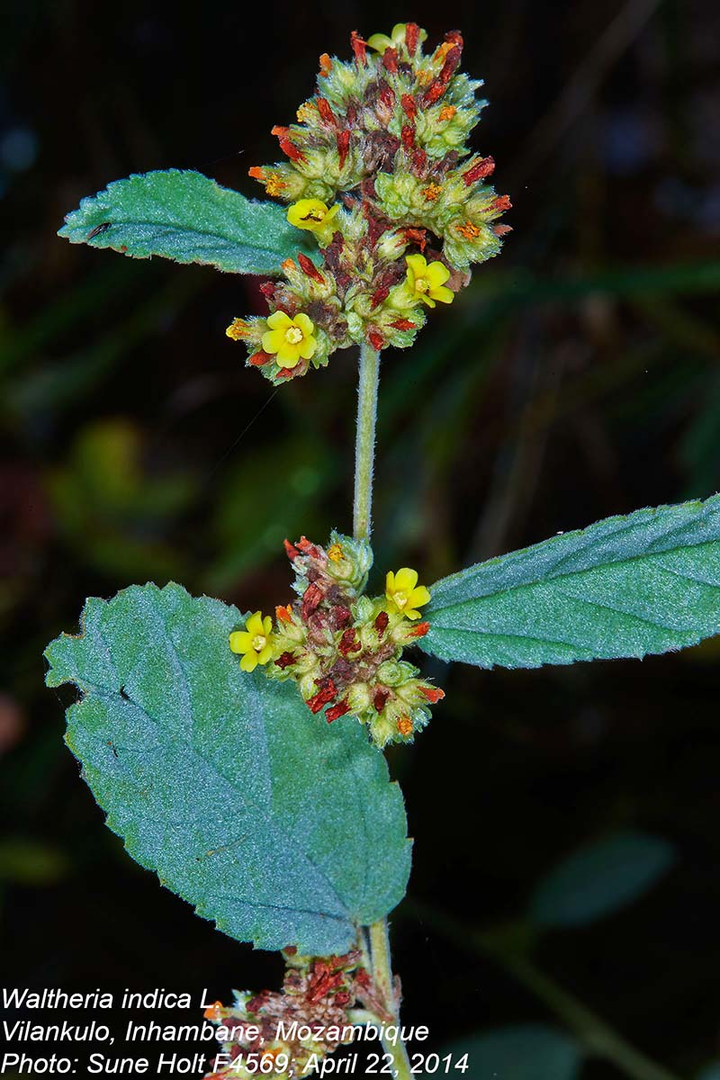 Waltheria indica