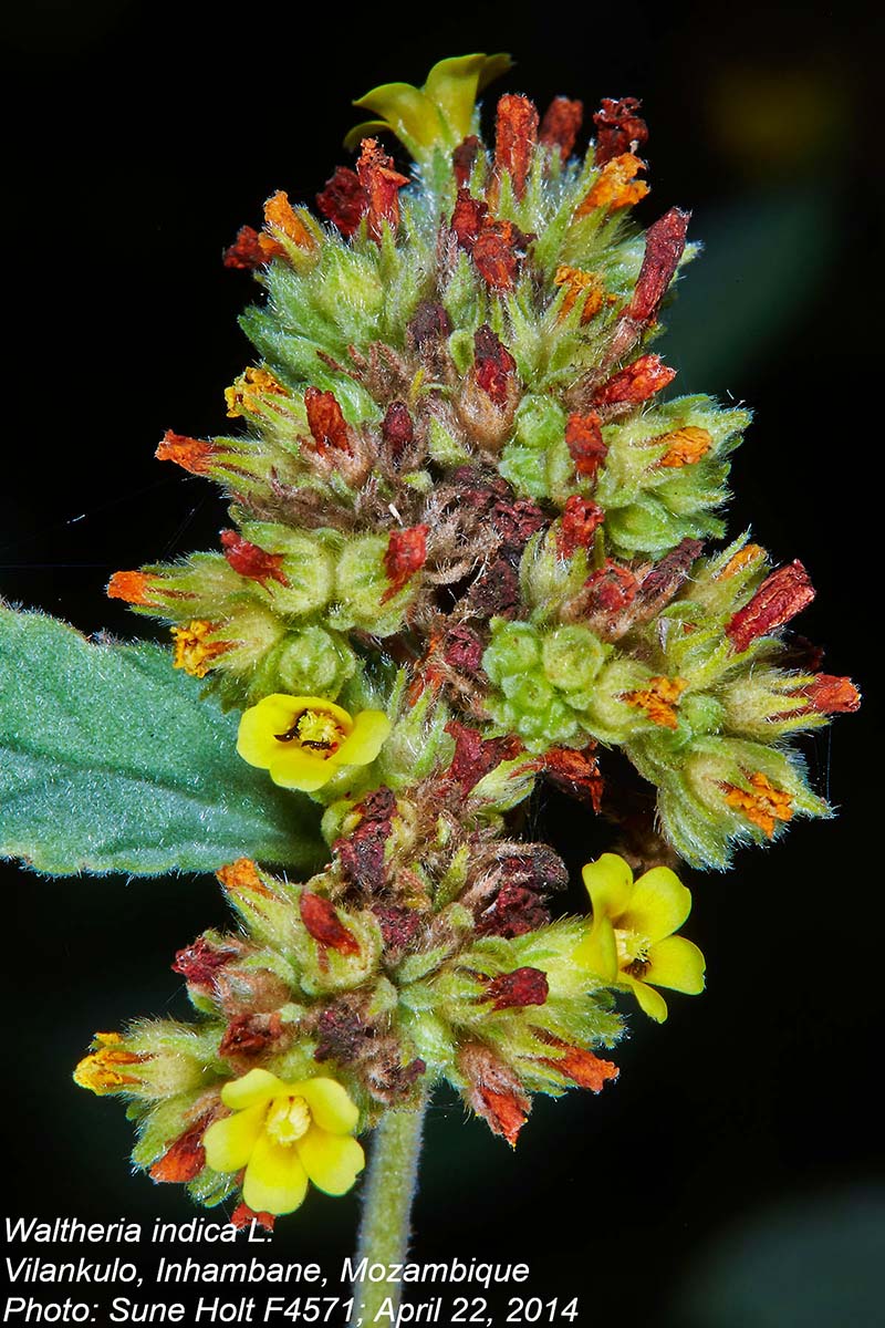 Waltheria indica