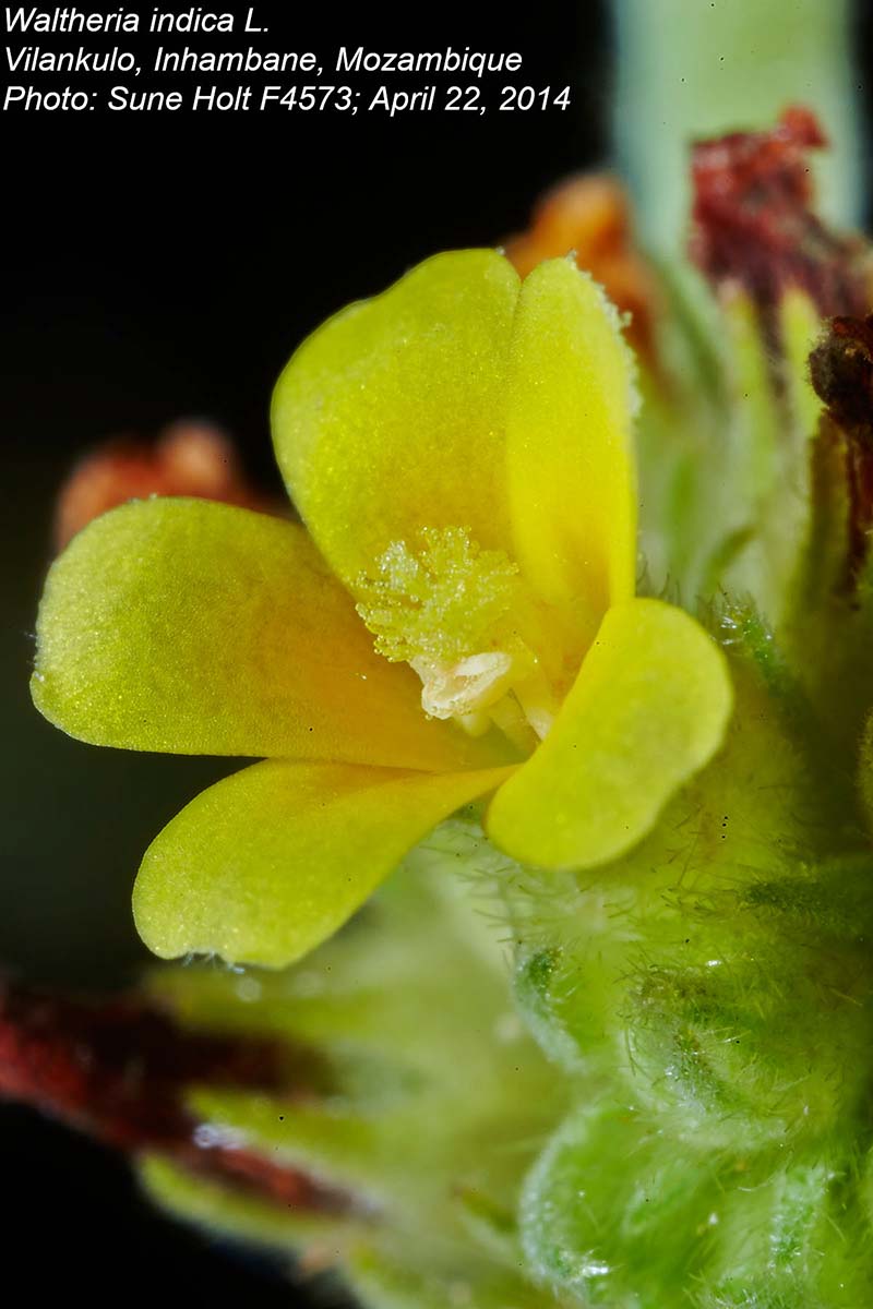 Waltheria indica