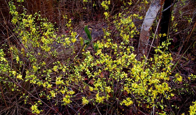 Ochna leptoclada