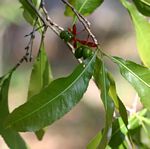 Ochna schweinfurthiana