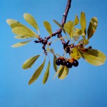 Ochna schweinfurthiana