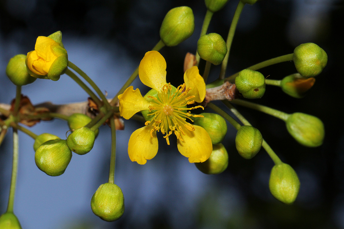 Ochna schweinfurthiana