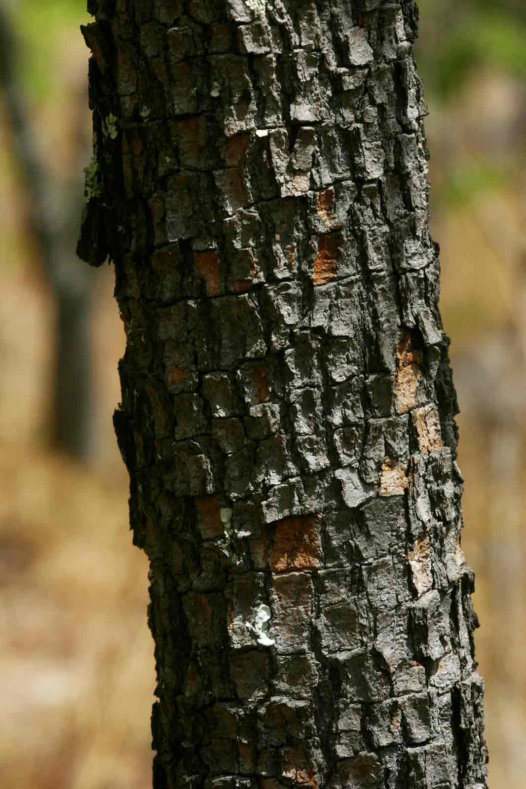 Ochna schweinfurthiana