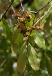 Ochna schweinfurthiana