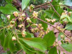 Ochna schweinfurthiana