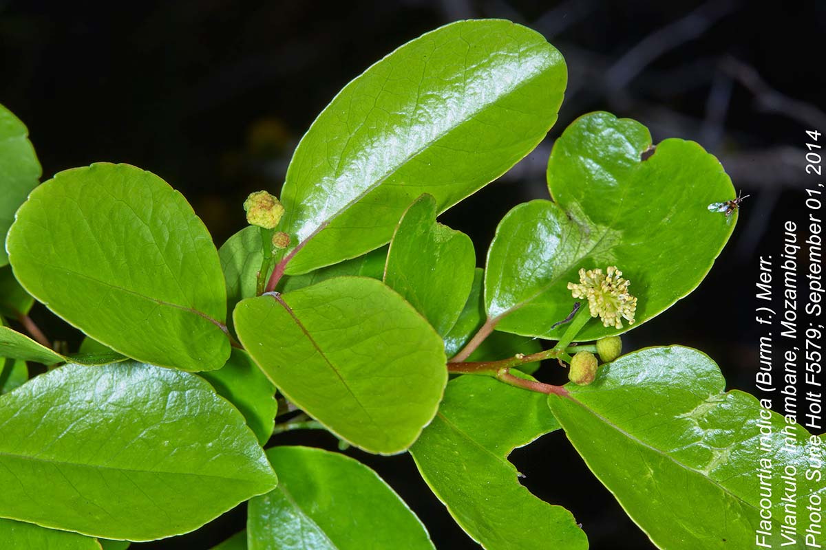 Flacourtia indica