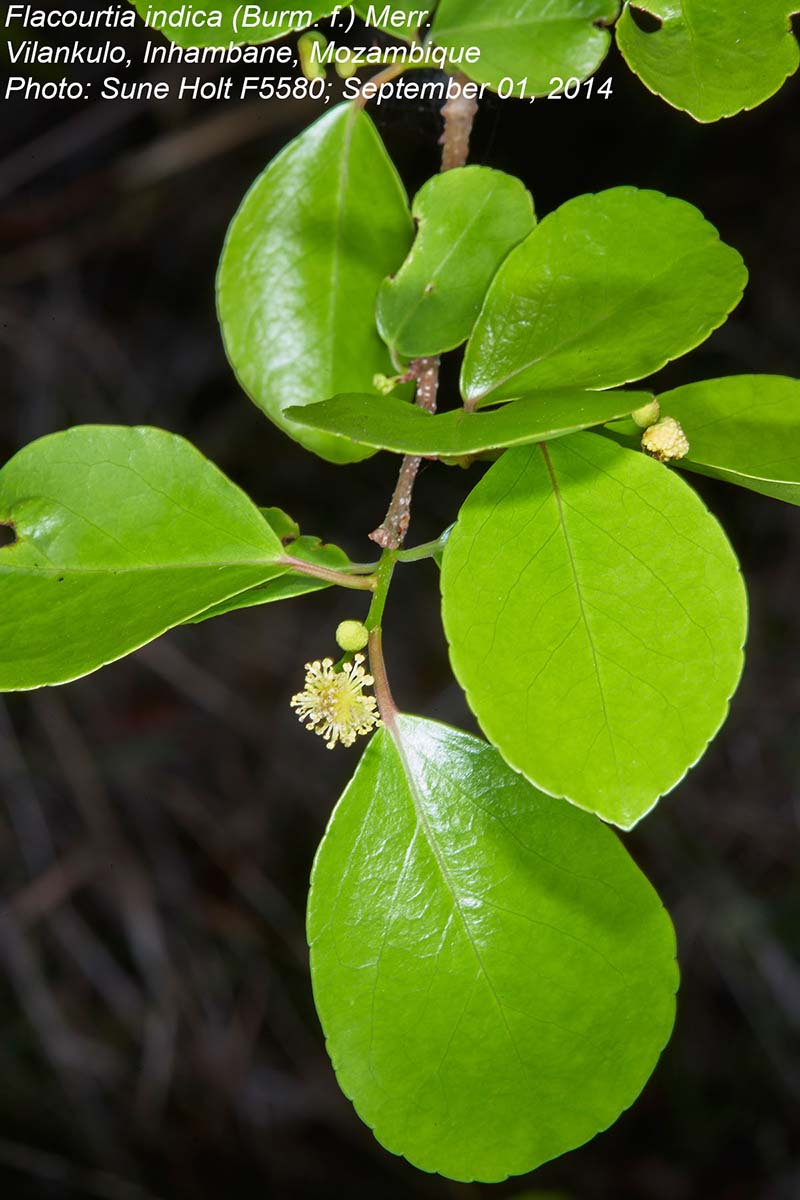 Flacourtia indica