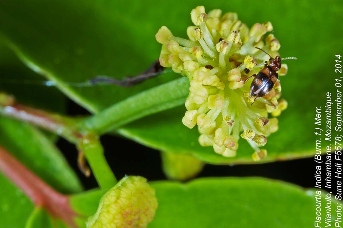 Flacourtia indica