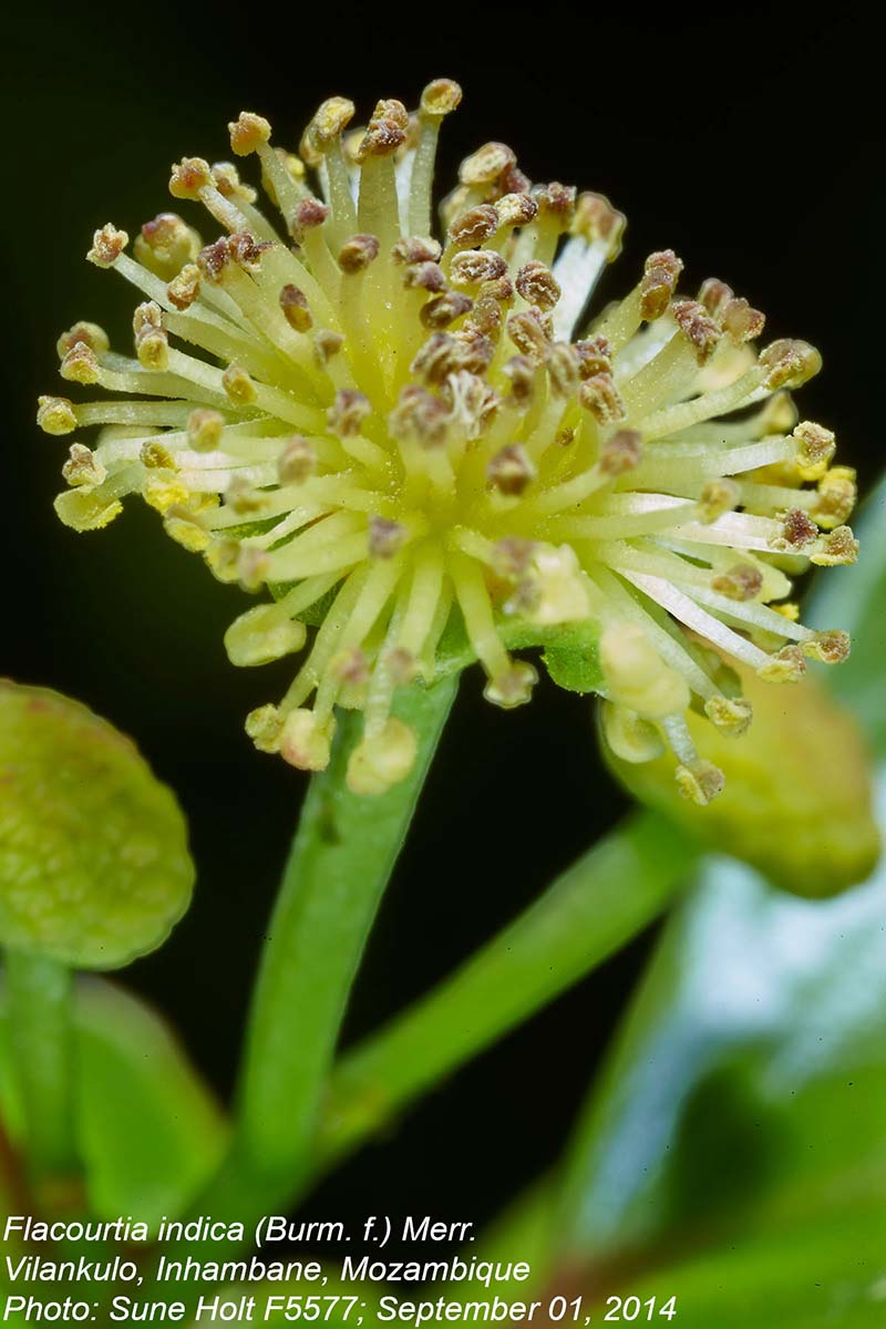 Flacourtia indica