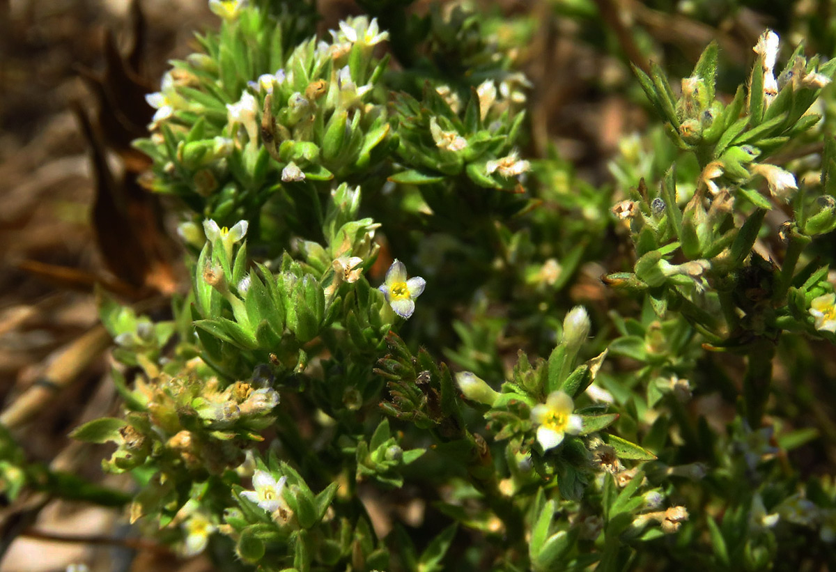 Gnidia fastigiata