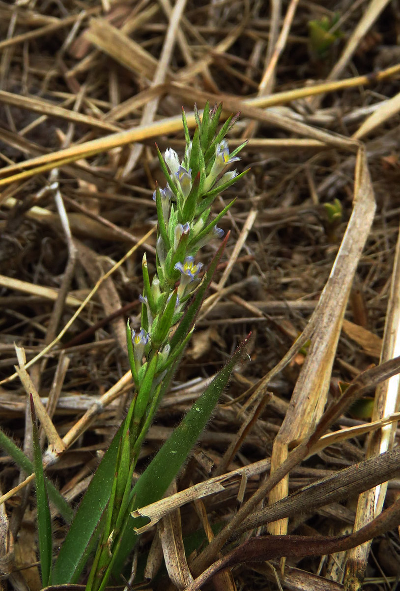 Gnidia fastigiata