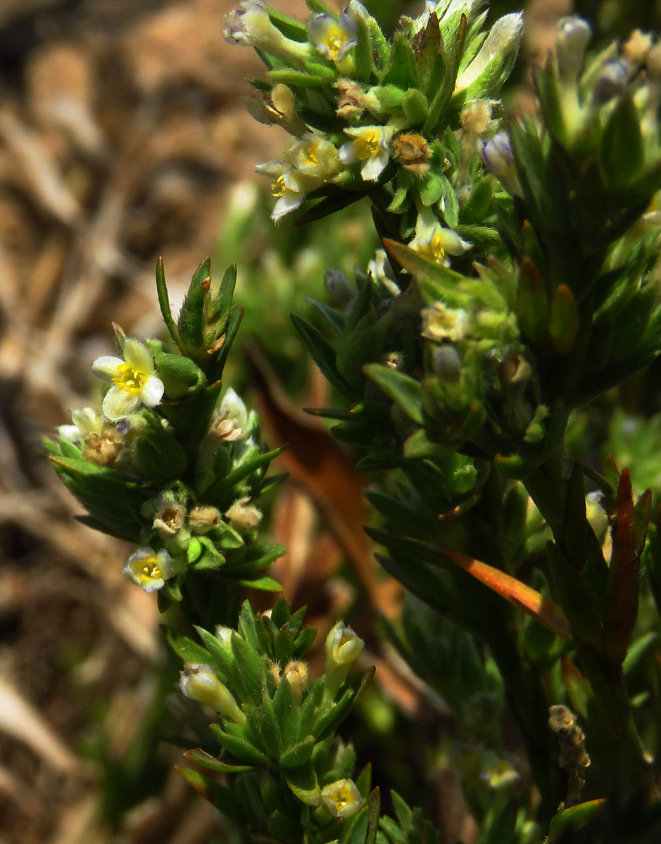 Gnidia fastigiata