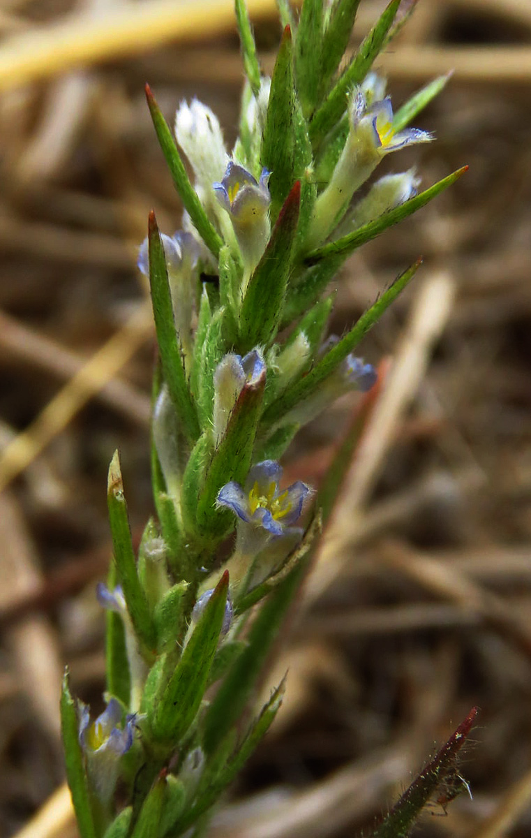 Gnidia fastigiata