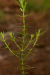 Ammannia auriculata