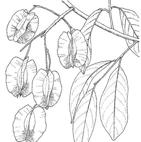 Combretum collinum