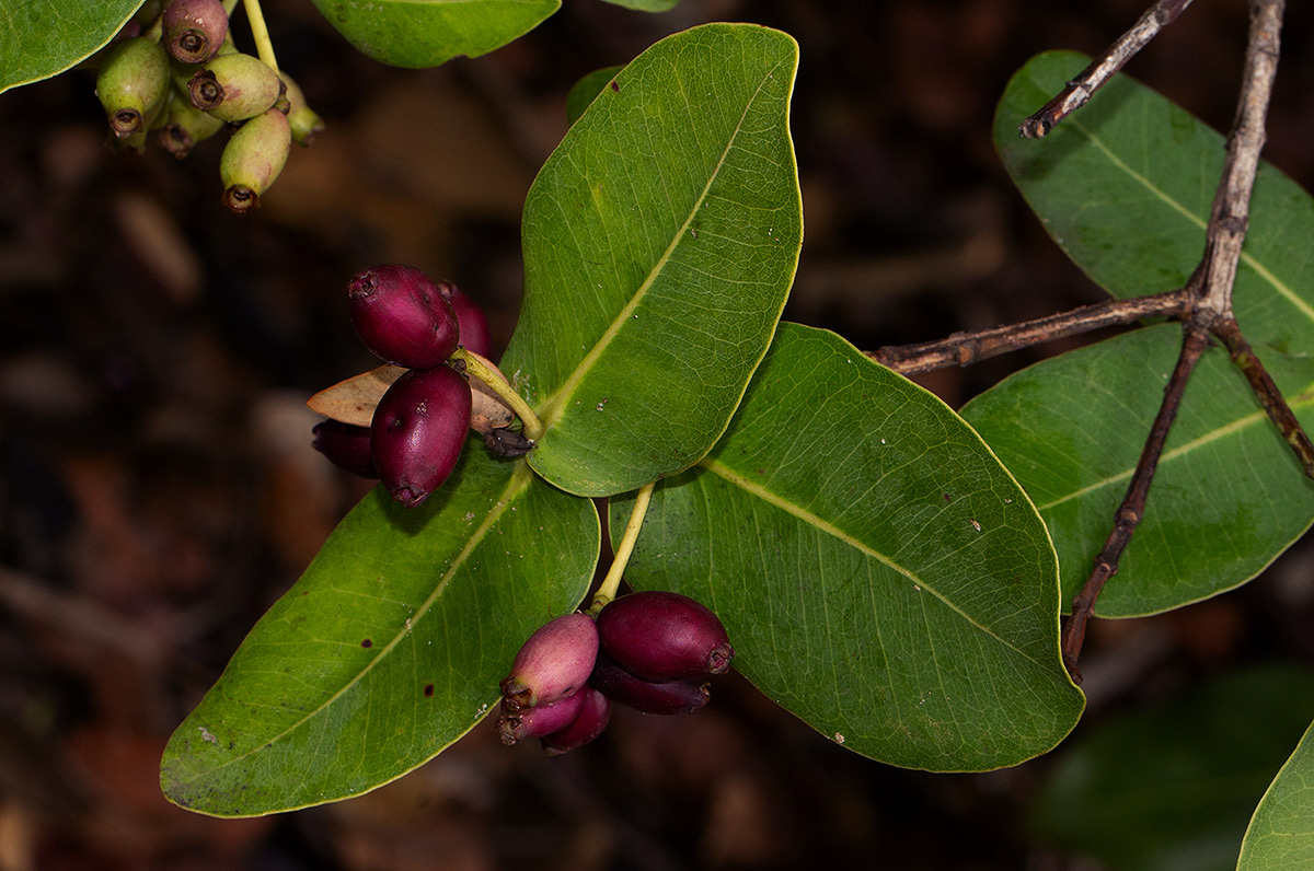 Syzygium cordatum