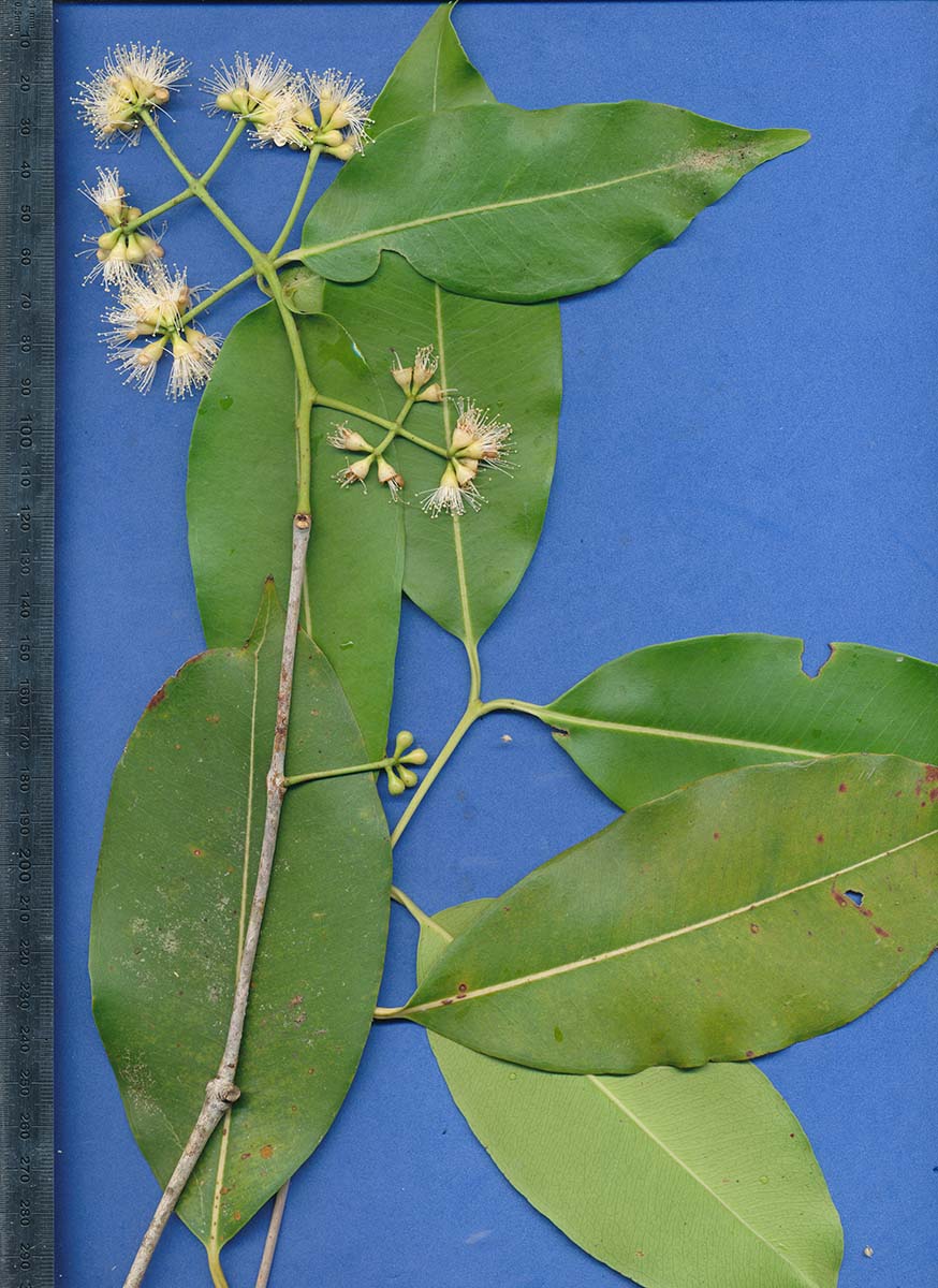 Syzygium cumini