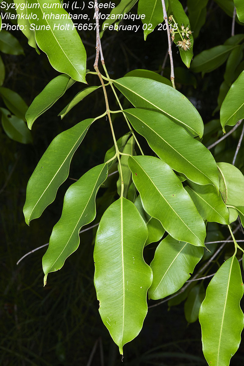 Syzygium cumini