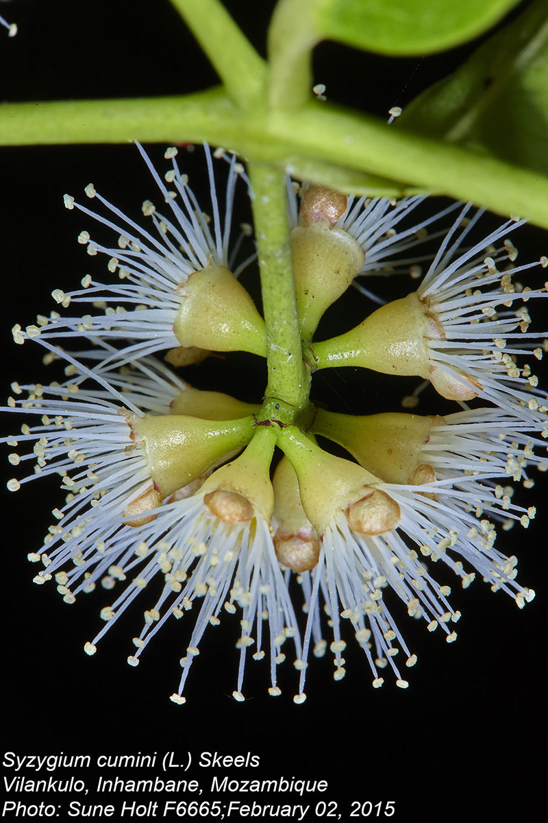 Syzygium cumini