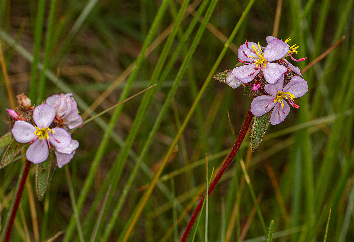 Antherotoma naudinii