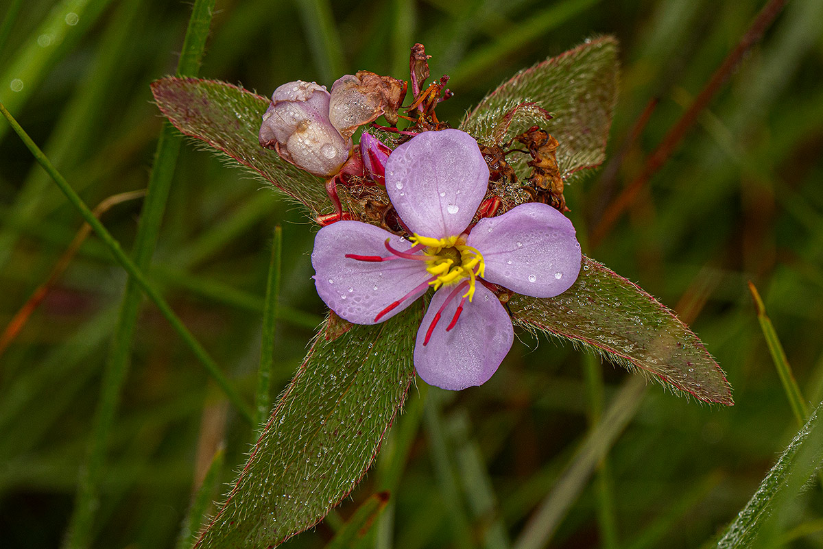 Antherotoma naudinii