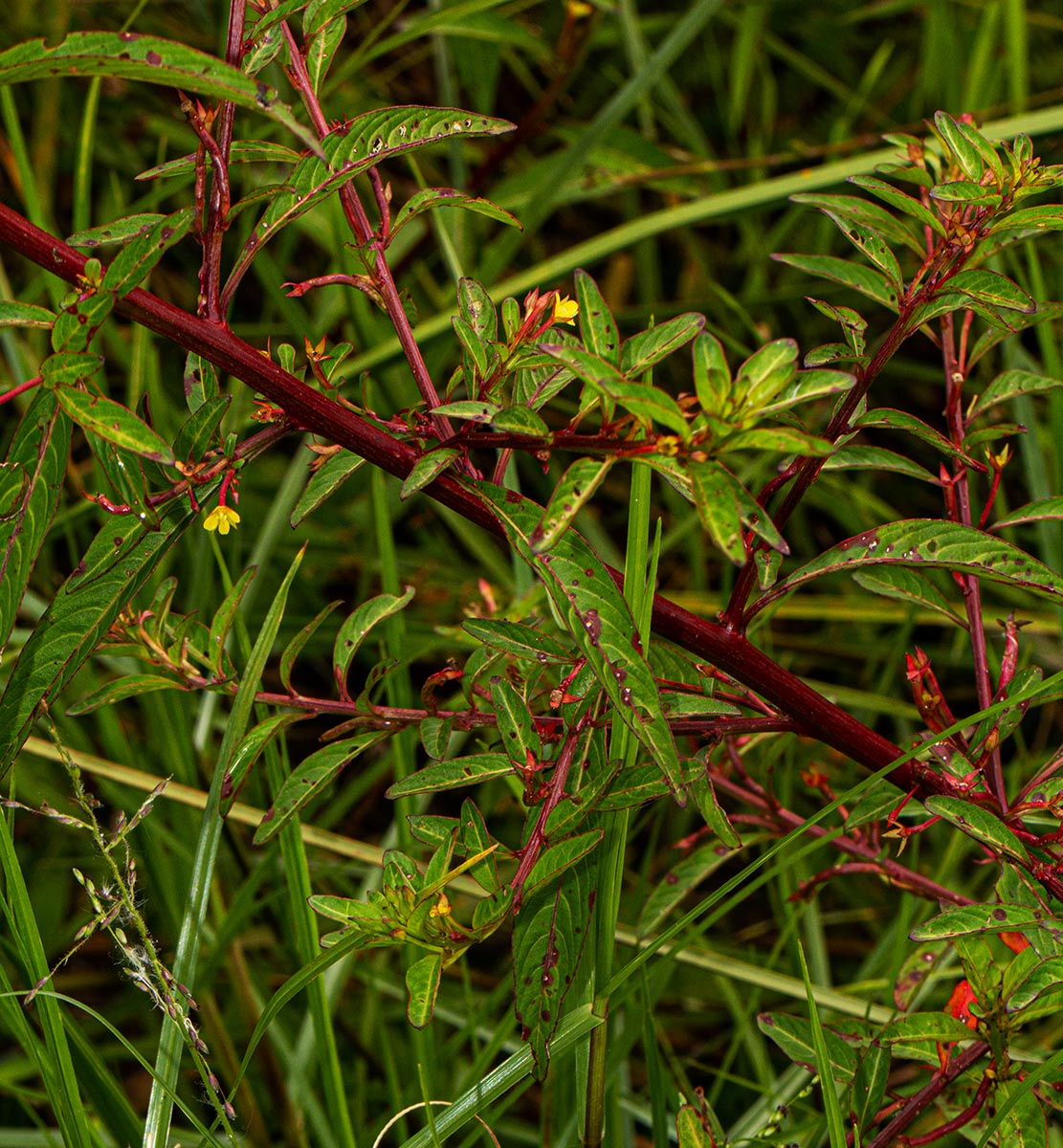 Ludwigia abyssinica