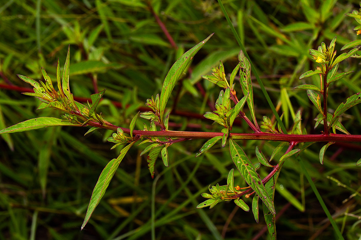 Ludwigia abyssinica