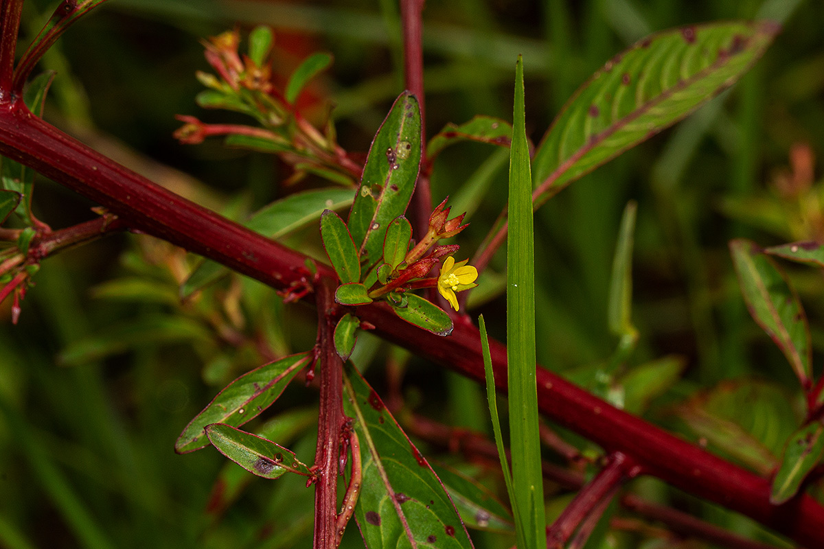 Ludwigia abyssinica