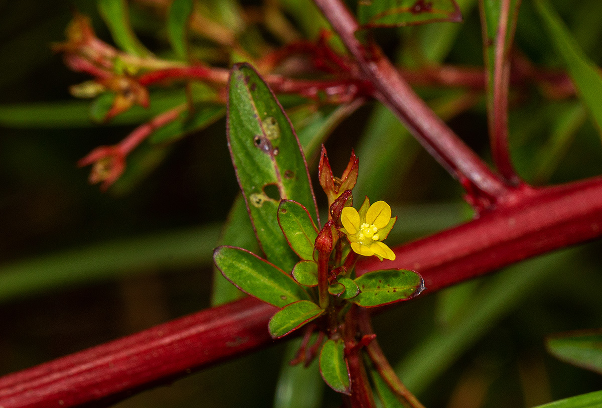 Ludwigia abyssinica