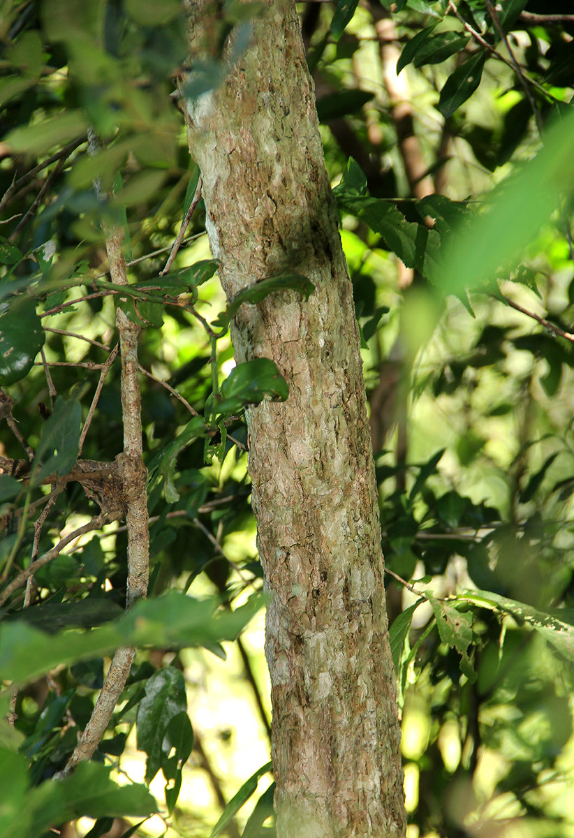 Cussonia arborea