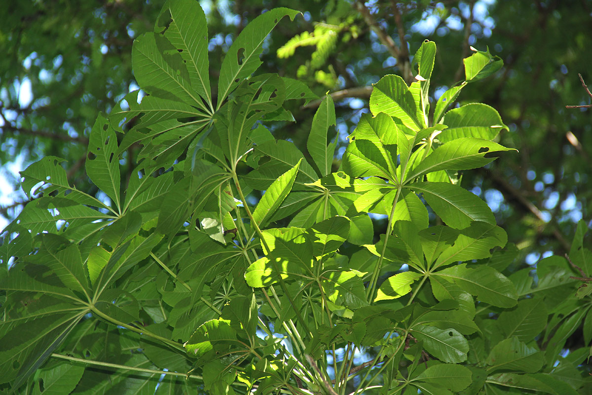 Cussonia arborea