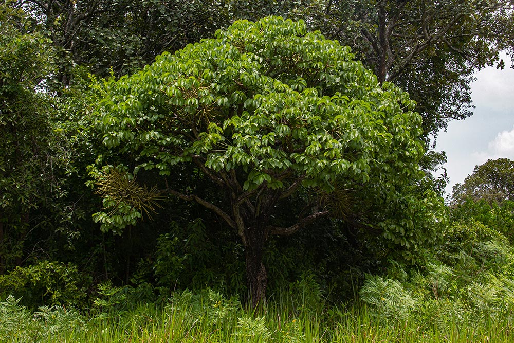 Cussonia arborea