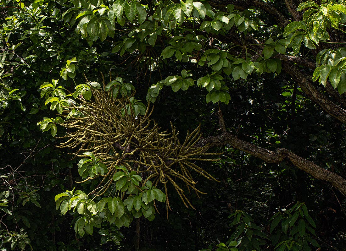 Cussonia arborea