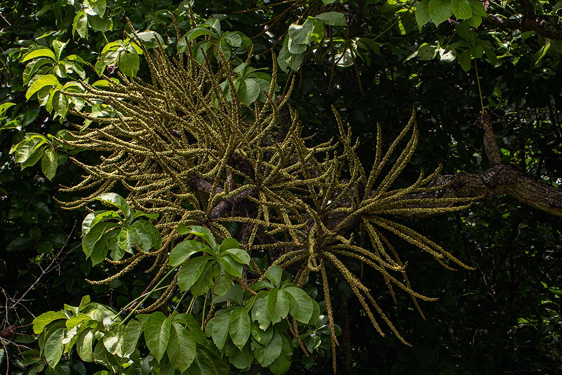 Cussonia arborea