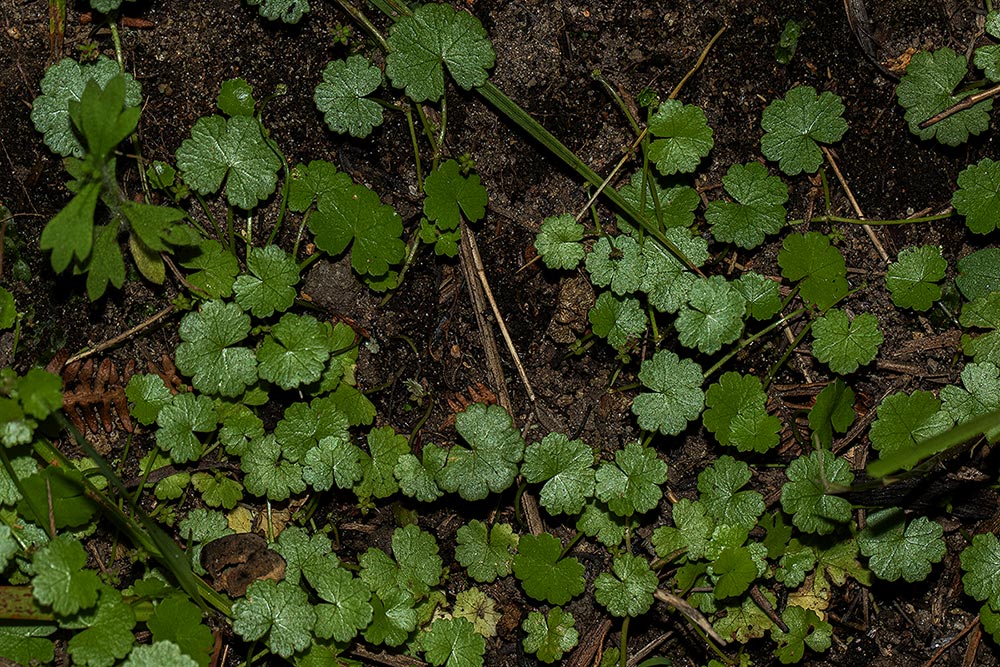 Hydrocotyle sibthorpioides