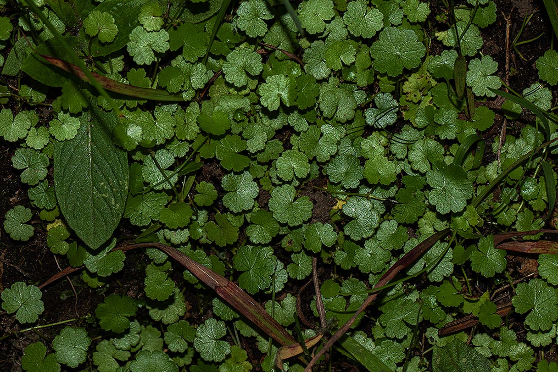 Hydrocotyle sibthorpioides