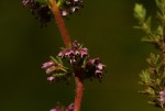 Erica silvatica