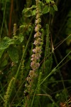 Erica silvatica