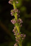 Erica silvatica