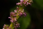 Erica silvatica