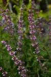 Erica silvatica