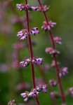 Erica silvatica