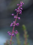 Erica silvatica