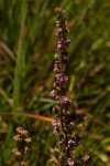 Erica silvatica