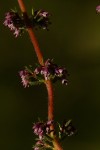 Erica silvatica