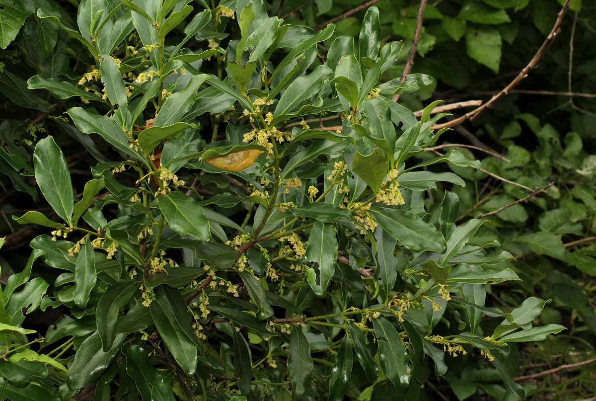 Euclea schimperi