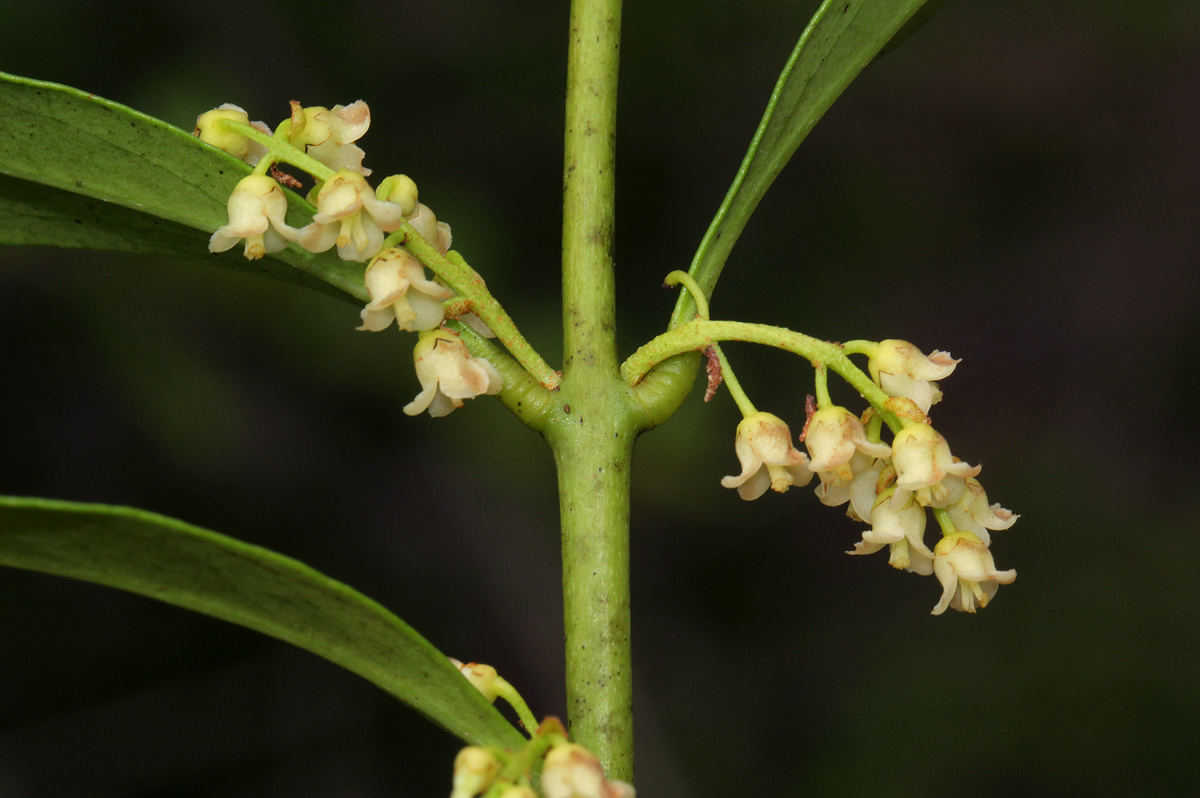 Euclea schimperi