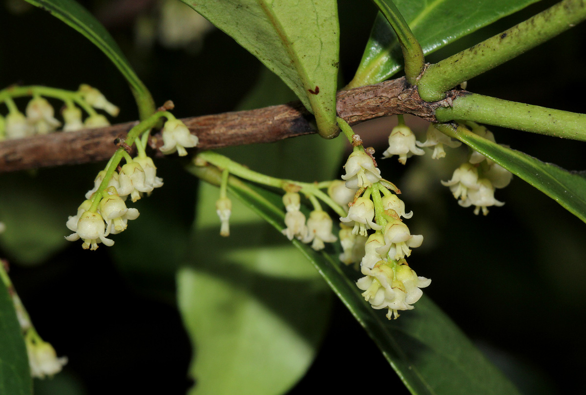 Euclea schimperi